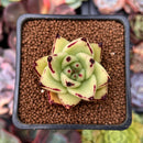 Echeveria Agavoides 'Castro' 2" Succulent Plant