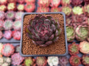 Echeveria 'Blasino' 2" New Hybrid Succulent Plant