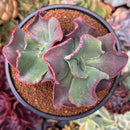 Echeveria 'Suyon Frill' 3"-4" Succulent Plant