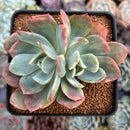 Echeveria 'Luella' Variegated 2"-3 Succulent Plant
