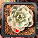 Echeveria 'Compton Carousel' Variegated 1"-2" Succulent Plant