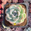 Echeveria 'Icy Green' 1"-2" Succulent Plant