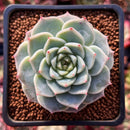 Echeveria 'Red Velvet' 1"-2" Succulent Plant