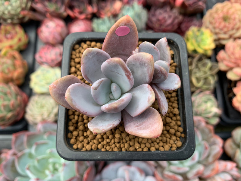 cante succulent Echeveria 'Amethystinum' x 'Cante' 1" Succulent Plant – True Succulents Plant Co