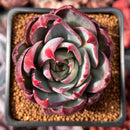 Echeveria 'Casio' Variegated 2" Succulent Plant