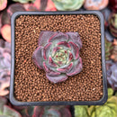 Echeveria 'Cindy' 1" Succulent Plant