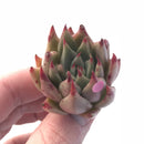 Echeveria Agavoides ‘Bonita’ 1”-2” Rare Succulent Plant