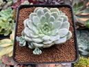 Echeveria 'Humilis' Variegated 3" Succulent Plant
