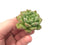 Echeveria ‘Christmas Carol’ 1" Rare Succulent Plant