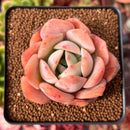 Echeveria 'Lemon Tree' 2"-3" Succulent Plant