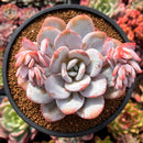 Echeveria 'Laui' 4" Powdery Succulent Plant