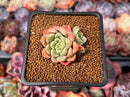 Echeveria 'Neoran' 1" Succulent Plant