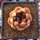Echeveria Agavoides 'Volare' 1"-2" Succulent Plant