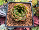 Echeveria 'Melanie' New Hybrid 1"-2" Succulent Plant