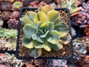 Echeveria 'Butterfly Dot' Variegated 2” Succulent Plant
