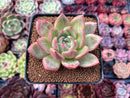 Echeveria 'Orange Champaign' 2" Succulent Plant