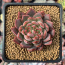 Echeveria Agavoides 'Forte' 2" Succulent Plant