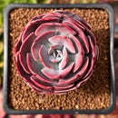 Echeveria 'Muesli' 2" Succulent Plant