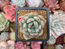 Echeveria 'Beach Ball' 1"-2" New Hybrid Succulent Plant
