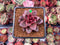 Echeveria Agavoides 'Pine Rose' 1" Succulent Plant