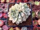 Echeveria 'Primera' Variegated 2" Cluster Succulent Plant