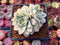 Echeveria 'Primera' Variegated 2" Cluster Succulent Plant