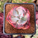 Echeveria 'Beyonce' Variegated 1"-2" Succulent Plant
