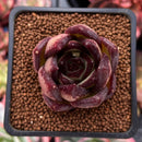 Echeveria Agavoides 'Ebony' Superclone 2" Cluster Succulent Plant