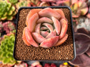 Echeveria 'Lemon Tree' 2"-3" Succulent Plant