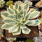 Orostachys 'Fuji' Variegated 2"-3" Succulent Plant