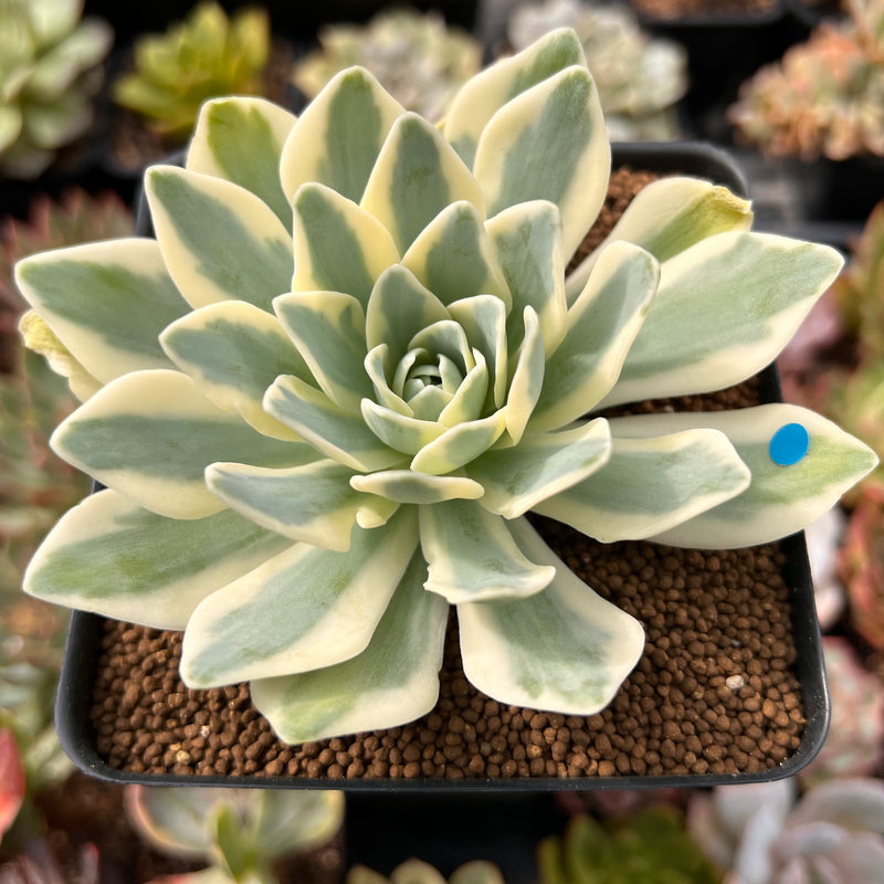 orostachys succulent Orostachys 'Fuji' Variegated 2"-3" Succulent Plant