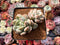 Echeveria 'Cream Puff' 3" Cluster Succulent Plant