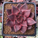 Echeveria Agavoides 'Red Ebony' 2"Succulent Plant