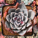 Echeveria 'Cuspidata v. Parrasensis' 3" Powdery Succulent Plant