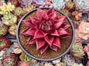 Echeveria Agavoides 'Luming' 4" Succulent Plant