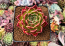 Echeveria Agavoides 'Elizabeth' 3" Succulent Plant