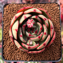 Echeveria Agavoides 'Cherry Fantasy' 2"-3" Succulent Plant