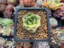 Echeveria 'Nicksana' Variegated 1" Cutting Succulent Plant