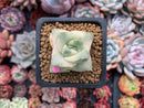 Crassula 'Moonglow' Variegated 1"-2" Succulent Plant