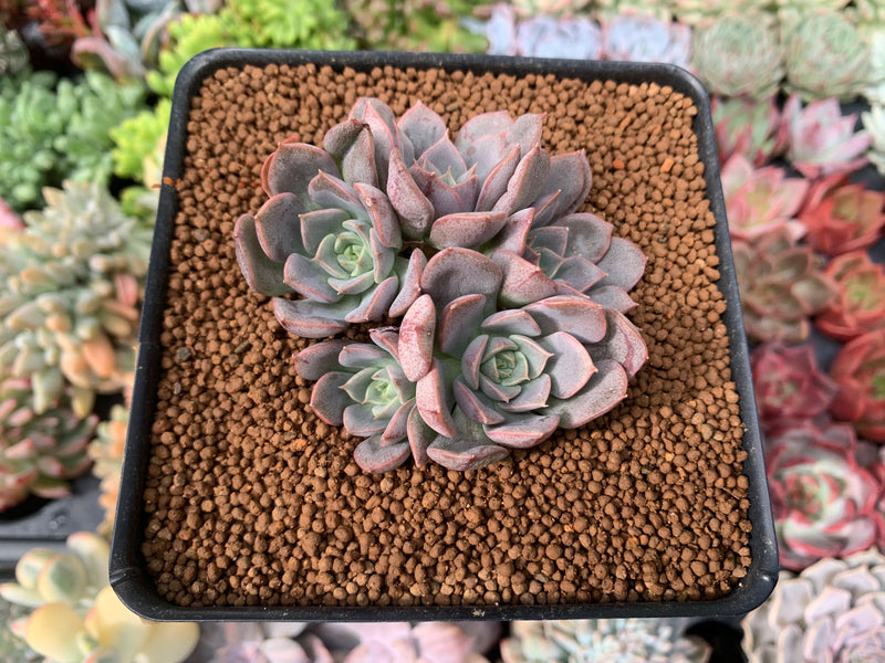 maroon succulent Echeveria 'Maroon Hill' Cluster 2"-3" Succulent Plant