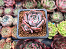 Echeveria 'Steel Heart' 1" Cluster Succulent Plant