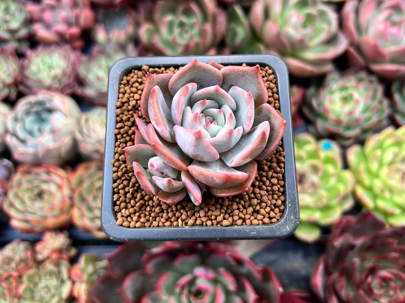 steel succulents Echeveria 'Steel Heart' 1" Cluster Succulent Plant