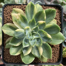 Echeveria 'Bob Jolly' Variegated 4" Succulent Plant