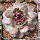 Echeveria 'Black Coco' 3"-4" New Hybrid Succulent Plant