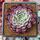 Echeveria 'Nicole' 2"-3" Succulent Plant