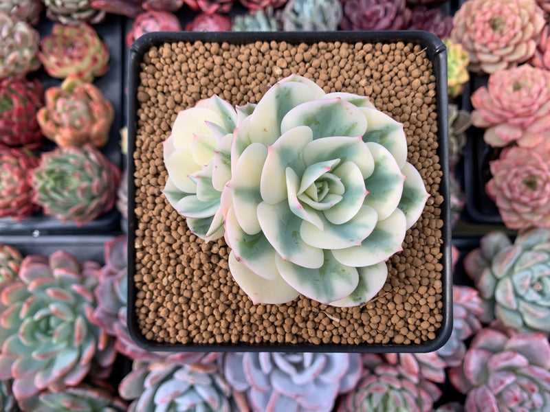 compton carousel succulent Echeveria 'Compton Carousel' 2"-3" Double-Headed Cluster Succulent Pla – True Succulents Plant Co
