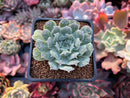 Echeveria 'Hearts Choice' 2" Succulent Plant