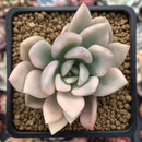 Graptoveria 'Opalina' Variegated 3" Succulent Plant