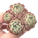 Echeveria 'Aaron' Cluster 3” Rare Succulent Plant