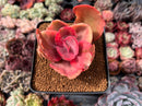 Echeveria 'Golden State' Variegated 2"-3" Succulent Plant